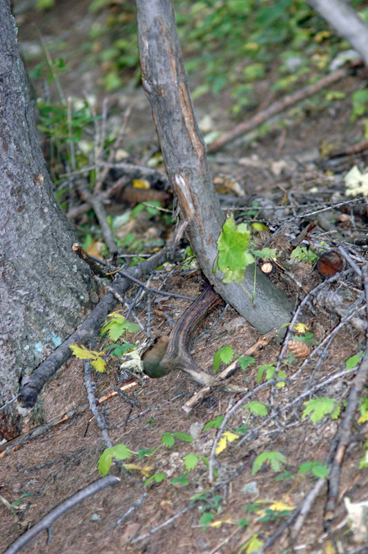 PASSIONE PER IL CERVO